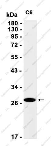 Anti-Recombinant Aquaporin 1, clone C112658