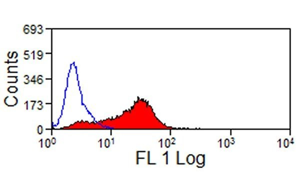 Anti-JAM-C [CRAM-18 F26], clone CRAM-18 F26