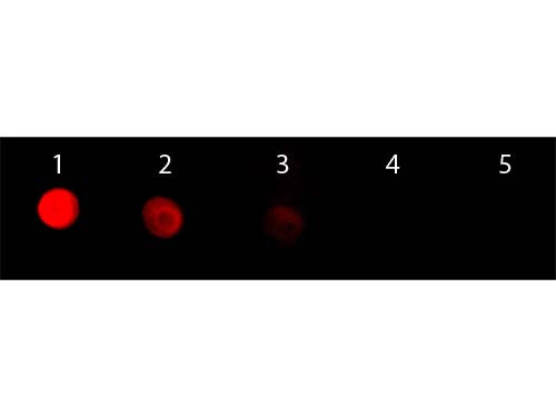 Anti-RABBIT IgG [H&amp;L], Rhodamine Conjugated F(ab')2