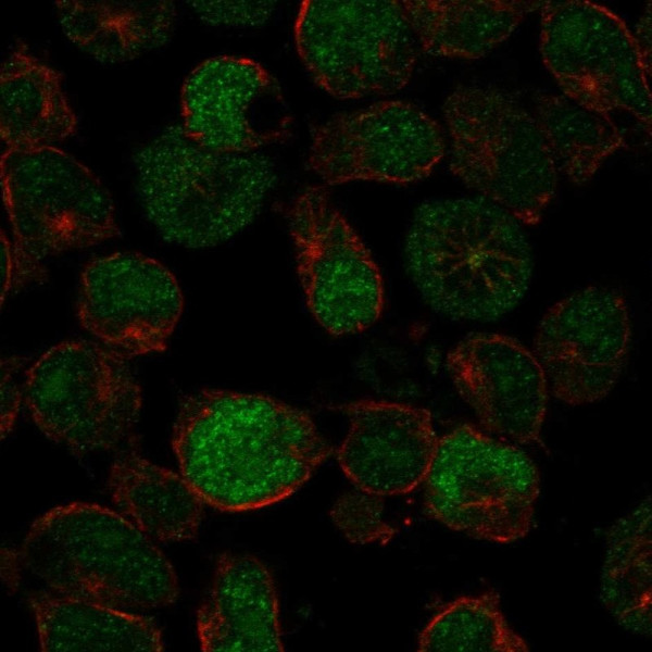 Anti-PRDM13