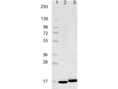 Interleukin-1b (IL-1b), human recombinant (rHuIL-1b)