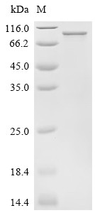 Poly [ADP-ribose] polymerase 6 (PARP6), human, recombinant
