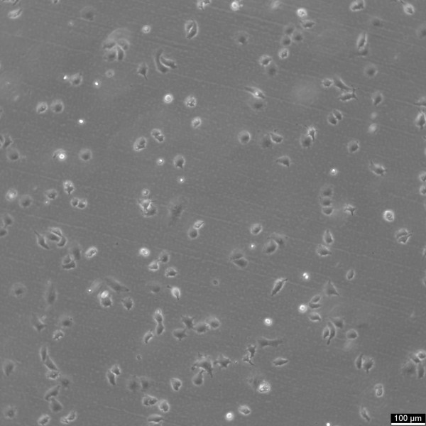 DMS-114 Cells