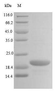 E3 ubiquitin-protein ligase TRIP12 (TRIP12), partial, human, recombinant