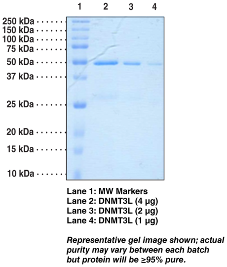 DNA Methyltransferase 3L (human recombinant)