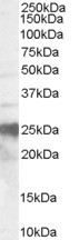 Anti-Prion Protein (143-153), Internal