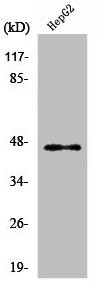Anti-PDK2