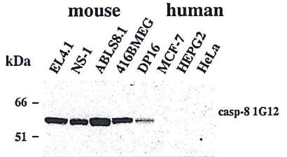 Anti-Caspase-8 (mouse), clone 1G12