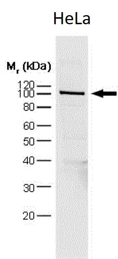 Anti-PARP, clone A6.4.12