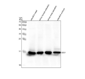 Anti-Zebrafish Sod1 / Superoxide dismutase 1