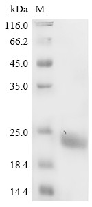 Myelin-oligodendrocyte glycoprotein (Mog), partial, mouse, recombinant