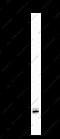 Anti-Recombinant Calmodulin 1/2/3, clone C112089