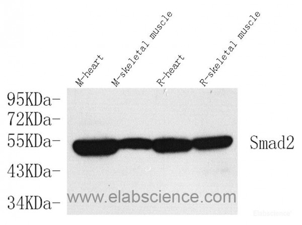 Anti-SMAD2