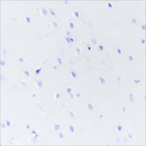 Anti-Recombinant DPEP1, clone A206