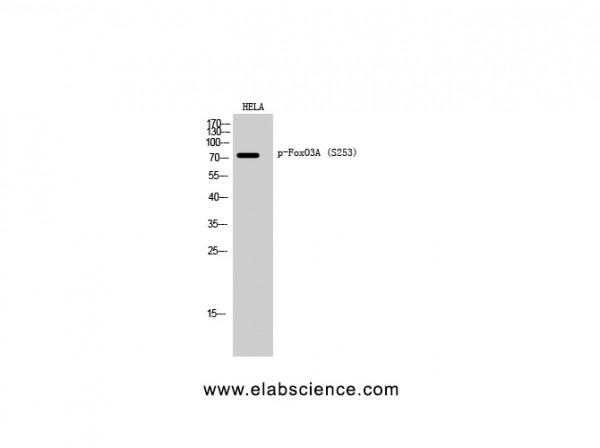 Anti-Phospho-FoxO3A (Ser253)