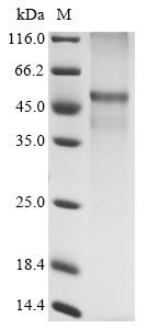Glucagon receptor (GCGR), human, recombinant