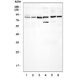 Anti-CUL3 (Cullin-3)