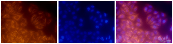 Anti-alpha Tubulin