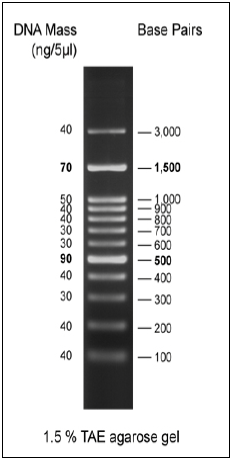 Biomol 100bp DNA Ladder 2, ready-to-use