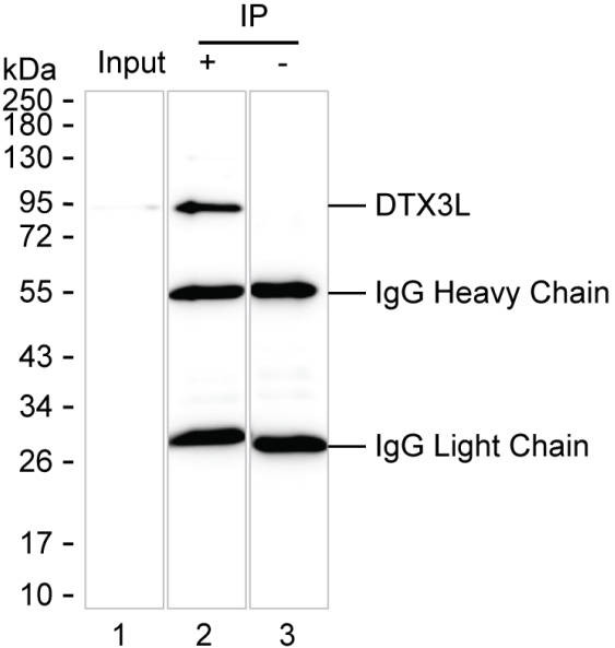 Anti-DTX3L Magnetic Beads