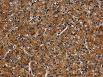 Anti-CYP1A2