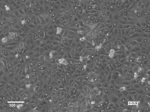 U2OS-CRISPR-NUP96-mEGFP Cells