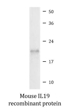 Mouse IL19 recombinant protein (Active)
