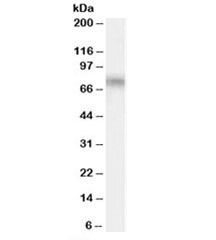 Anti-TCF3