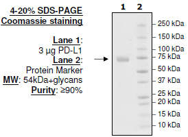 PD-L1 (Y123A), Fc fusion, Biotin-labeled