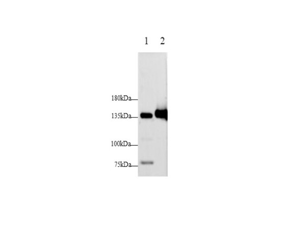 Anti-E-Cadherin