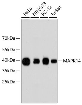 Anti-MAPK14