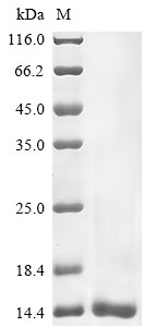 Alpha-toxin Amm8, Androctonus mauretanicus mauretanicus, recombinant
