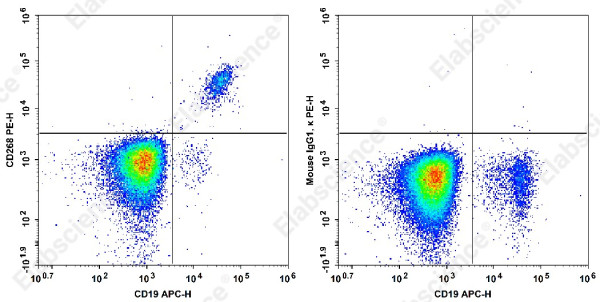 Anti-CD268 Antibody[H353-4A2]