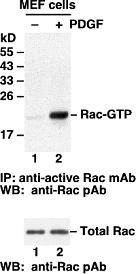 Anti-Active Rac-GTP, monoclonal