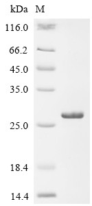Matrilysin (Mmp7), rat, recombinant