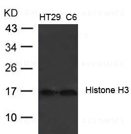 Anti-Histone H3 (Ab-27)