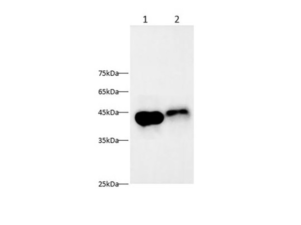 AGER Polyclonal antibody