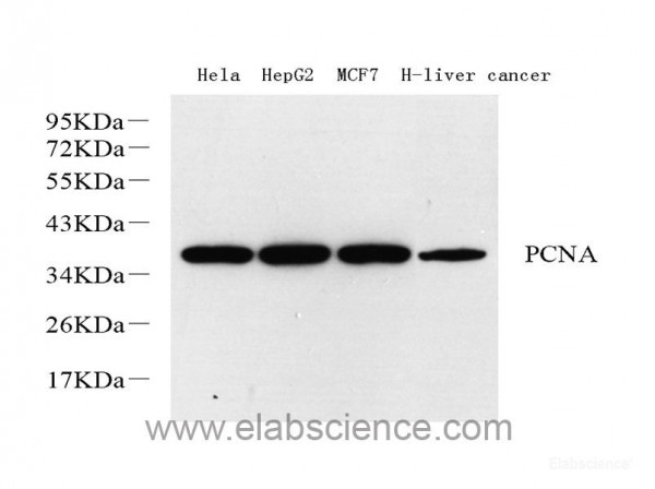 Anti-PCNA