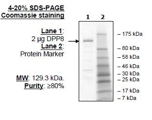 DPP8, active human recombinant protein