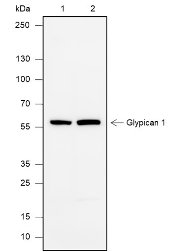Anti-Recombinant Glypican 1, clone A627