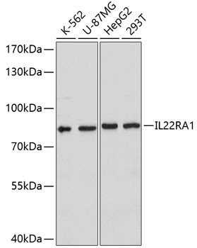 Anti-IL22RA1