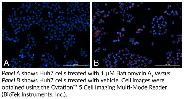 Lysosomal Staining Kit (Red Fluorescence)