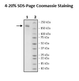 EZH2 (R679C)/EED/SUZH12/RbAp48/AEBP2