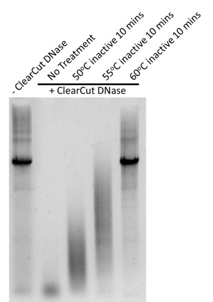 ClearCut DNase