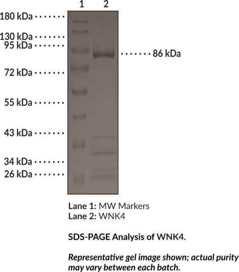 WNK4 (mouse, recombinant)