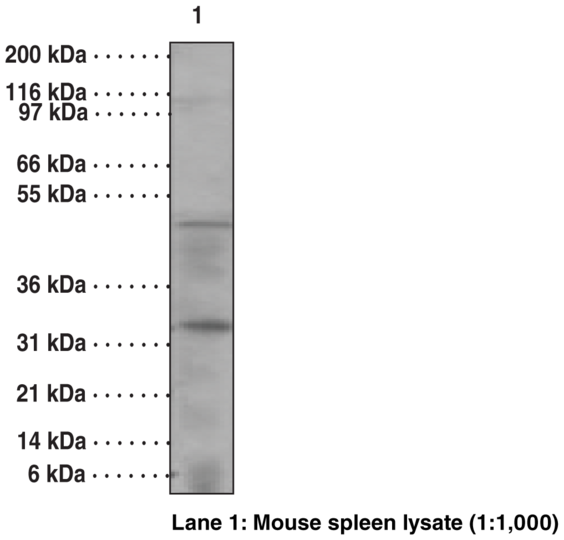Anti-Caspase-14 (Clone 70A1426)