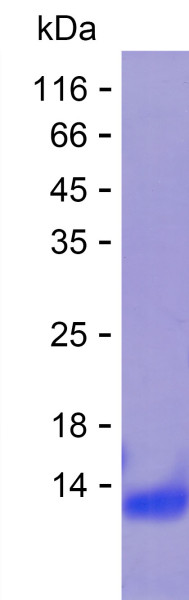 MST1R (human), recombinant protein