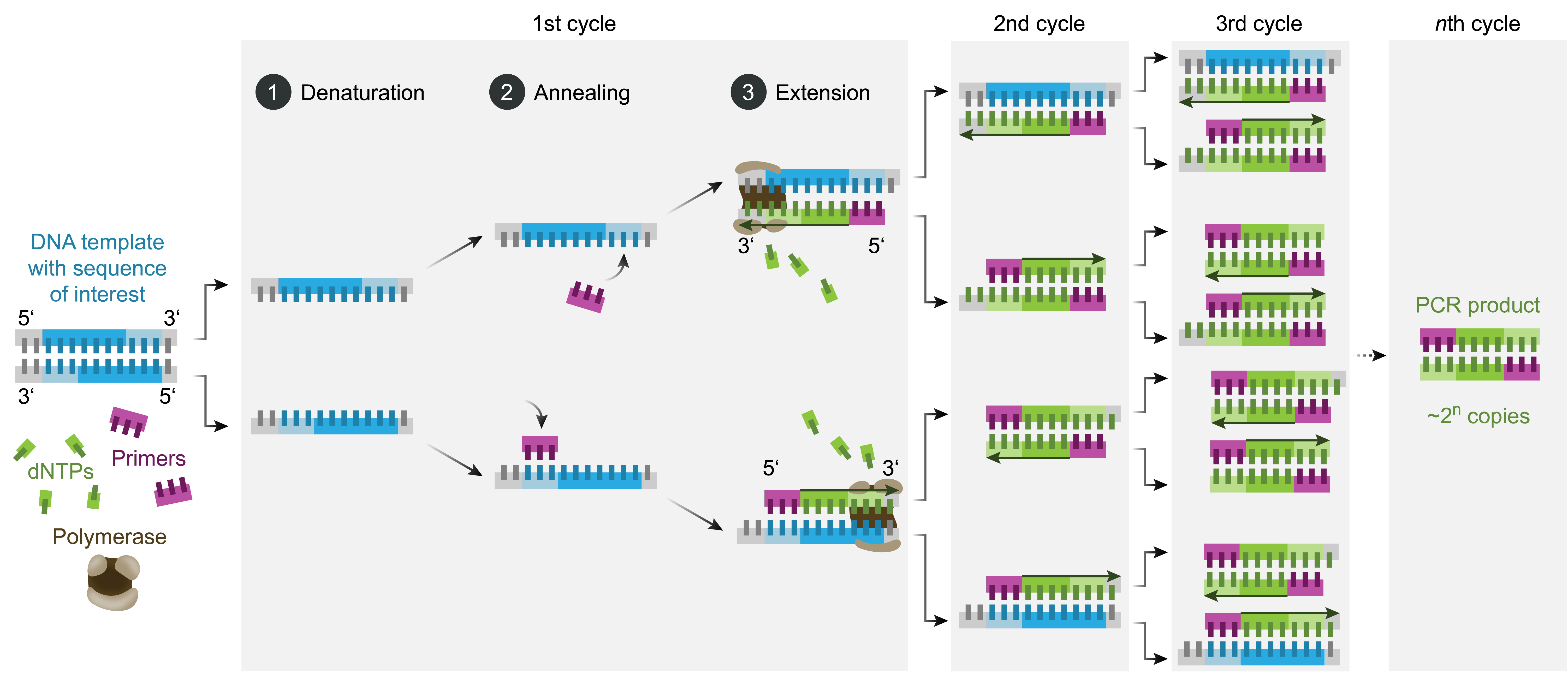 Polymerase_chain_reaction-en