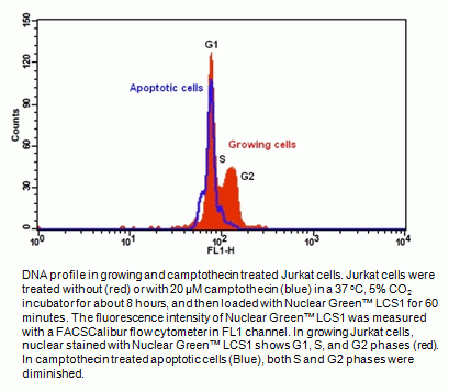 Cell Meter(TM) Fluorimetric Cell Cycle Assay Kit *Green Fluorescence Optimized for Flow Cytometry*