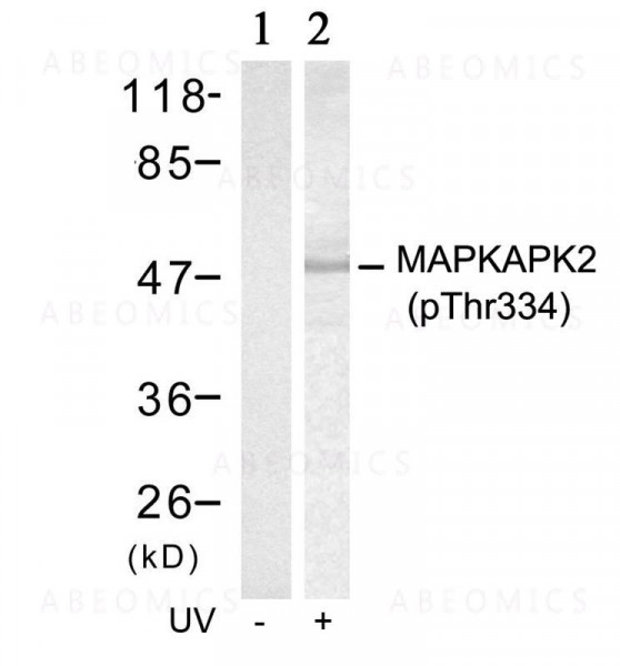 Anti-phospho-MAPKAPK-2 (Thr334)